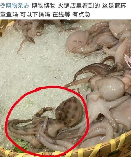 網(wǎng)友稱吃火鍋遇劇毒藍(lán)環(huán)章魚，其毒性強(qiáng)被咬一口即可致命