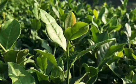 鐵觀音屬于什么茶,鐵觀音是哪種茶