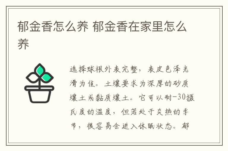 郁金香怎么養(yǎng) 郁金香水培好還是土培好