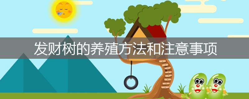 發(fā)財(cái)樹的養(yǎng)殖方法和注意事項(xiàng)