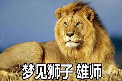 夢(mèng)見獅子 雄師是什么意思,好不好,預(yù)示著什么