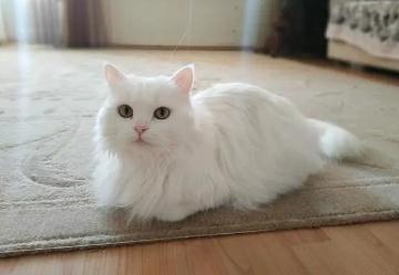 夢見白貓