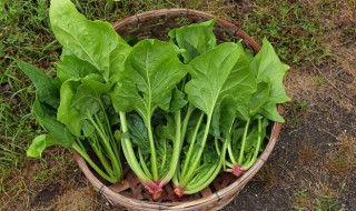 菠菜播種方法 菠菜播種方法及播種時(shí)間