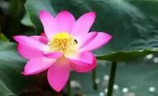 圓明園幸存的古蓮開花了，讓我們一起見證百年古蓮的煥然新生!