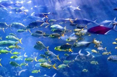 武漢極地海洋世界門票多錢？