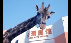 武漢動物園要門票嗎？武漢動物園門票多錢？