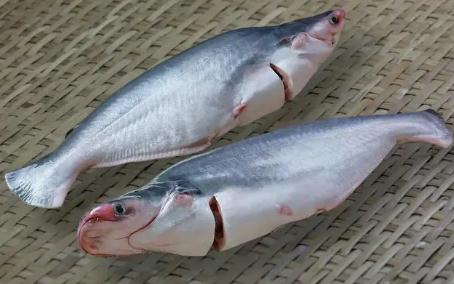 巴沙魚很臟對(duì)人體危害很大是真的嗎