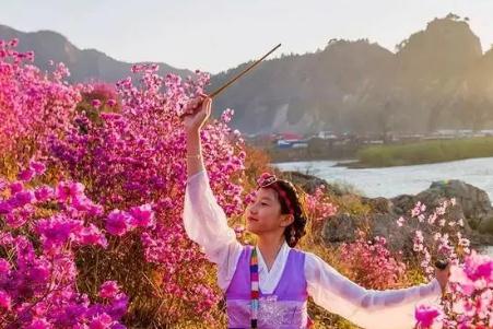 金達(dá)萊花歌詞中文翻譯