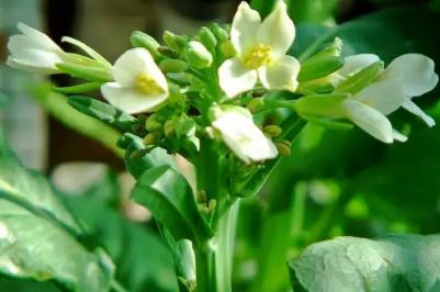 芥蘭菜開(kāi)花了還能吃嗎？芥蘭開(kāi)白花能吃嗎？ - www.666ln.com
