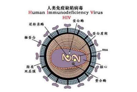<a href=/yangsheng/ffeac6755ea02647e9a3b6a4036a50e1.html target=_blank class=infotextkey>艾滋病</a>的英文簡稱是aids那么<a href=/yangsheng/be0bf77f5ba2bce4f3ee84299f39c2d9.html target=_blank class=infotextkey><a href=/yangsheng/be0bf77f5ba2bce4f3ee84299f39c2d9.html target=_blank class=infotextkey>hiv</a></a>是什么 - www.666ln.com