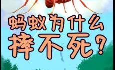 螞蟻從高處掉下來(lái)為什么摔不死(為什么螞蟻摔不死)