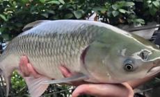 脆皖魚是草魚嗎？草魚是怎么變成脆皖魚的？
